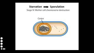 Endospore Formation [upl. by Yelahc]