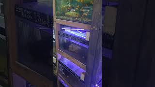 Gateshead Guppies quick tour [upl. by Yenahpets]