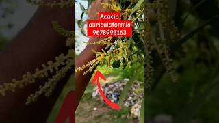 Acacia auriculoformis plant Nursery farming in india price in Assam Acaciaauriculoformis farming [upl. by Elnukeda305]