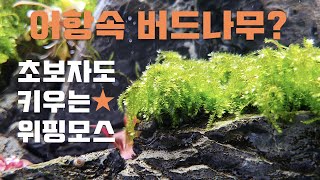 100초 수초 흐느껴 우는 수초 물속의 버드나무가 착한 수초 위핑모스weeping mossVesicularia ferriei [upl. by Natica297]