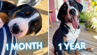 Appenzeller Sennenhund Sooty  1 Month to 1 Year  From Puppy to Adult Dog Transformation [upl. by Jaunita]