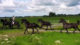 Friesian horses moving to another pasture 🐎 [upl. by Birck27]