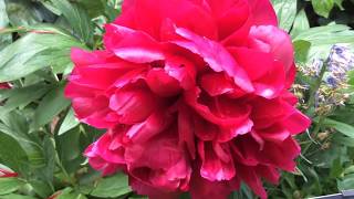 Paeonia officinalis Rubra plena Blooming In Garden paeonia officinalis rubra worldgardeners [upl. by Agosto]