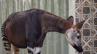 Okapi [upl. by Richara]