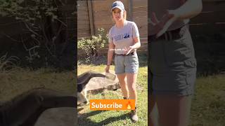 Giant Anteater 🔥 shorts facts factshorts factsinhindi dadajifacts anteater ants [upl. by Annaear536]