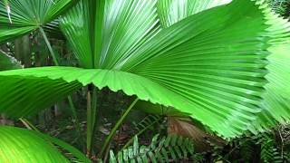 Licuala peltata palm in Martin county FL [upl. by Darum]