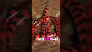 The Scarlet King Snake Natures Master of Deception [upl. by Grail76]