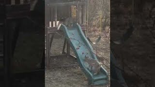 Bobcat Kittens Play on Backyard Playset  ViralHog [upl. by Cinomod21]