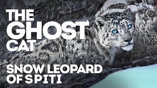 The Ghost Cat of Spiti Valley [upl. by Anasus]