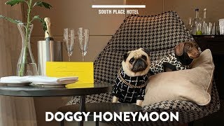 Doggy Honeymoon at South Place Hotel London [upl. by Claudia]