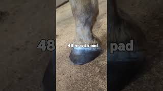 3 day process abscess barnlife equine horse animalintex equestrian [upl. by Rosemare]