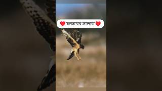 Namaz♥️♥️🤲🤲♥️নামাজ♥️♥️allah nature muhammad birds shorts trending namaz video education [upl. by Biernat]