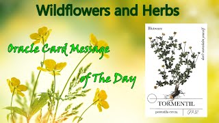 Wildflowers and Herbs Oracle Card for the Day 🌿 TORMENTIL 🌿 Short Visual Meditation [upl. by Bergh]