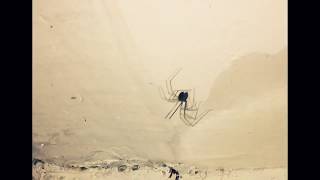 Cellar spider hunting flies [upl. by Schechter]