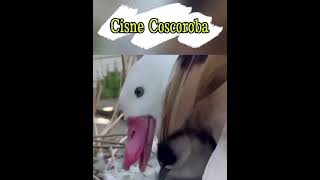 Cisne Coscoroba short [upl. by Anaej]