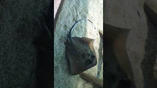 Stingray chill 🐠 animalclipsfun stingray nature aquariumfish hausdesmeeres oceanlife animals [upl. by Letsirk]