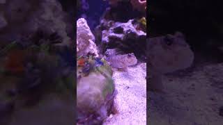 Christmas tree worms fun aquarium invertebrates [upl. by Ahsikrats]