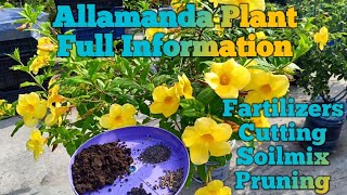 Allamanda plant care tips Allamanda flower plantHow to grow allamanda flower plant [upl. by Warren]