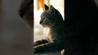 THE BEST LENS FOR APSC 🐈🔥 sonyzve10 tamron catlover cat [upl. by Lindsley]