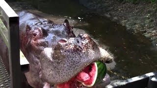 カバのスイカまるごとタイム Hippos eating whole watermelon in one bite [upl. by Guerin189]