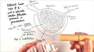 A2 Biology  Ultrafiltration OCR A Chapter 155 [upl. by Skiest]