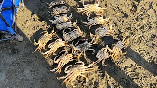 Catch amp Cook 🦀 Nothing but ACTION Dungeness crabs 🦀 Please like and subscribe ❤️ [upl. by Votaw961]