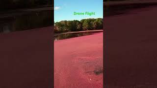 Cape Cod cranberry bog [upl. by Nnylhsa556]