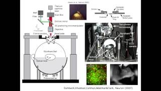 Neural Circuit Dynamics During Virtual Navigation and DecisionMaking  David Tank [upl. by Noirred]