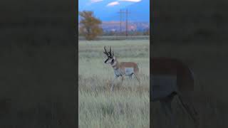 Pronghorn Antelope  Fastest Land Animal in America [upl. by Saravat]