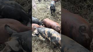 Pigs with curly tails at Brattonsville [upl. by Wolfgang]