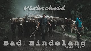 Viehscheid Bad Hindelang  10092022 [upl. by Eenafit]