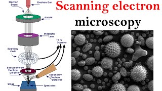 Electron microscopy lecture  Scanning electron microscope [upl. by Ahsined]