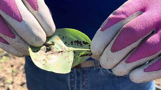 Fungal Rust amp Blister Mites on Pear Tree [upl. by Stander]