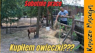 Kupiłem owieczki Sobotnie prace 402 4K [upl. by Aleb]