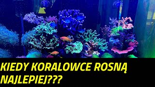 Kiedy koralowce mają największe przyrosty Akwarium morskie 350l REEF Tank 92g [upl. by Gloria]