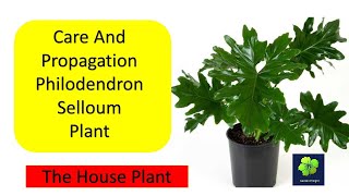 Care amp Propagation of Philodendron Selloum Hope Plant [upl. by Ainsley]