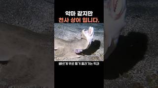 악마 같지만 천사 상어 입니다 천사상어 angelshark [upl. by Dionisio]