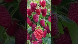 Rubus idaeus l Raspberry shorts splitfruit fruitcutting satisfying asmr viral [upl. by Panthea104]