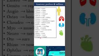 Anatomical Terms anatomy anatomybasics physiology medical medicalstudent medicalterminology [upl. by Lorianne]