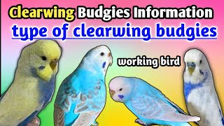 How To Identify Clearwing Budgies  type of clearwing budgies parrot full information [upl. by Clarette]