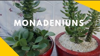 Monadenium rithiei x monadenium guenteri dicas de cultivo [upl. by Gisser]