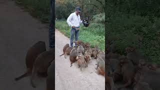 Feeding Monkeys in the Wild  Peaceful Moments with Nature [upl. by Proudlove]