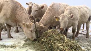 cows eating greenfeed decemeber 2013 charmark charolais [upl. by Mira]