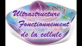 Ultrastructure et fonctionnement de la cellule eucaryote [upl. by Epperson]