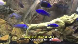 Best African Cichlid GenusSpecies Identification Video Ive seen [upl. by Cirda572]