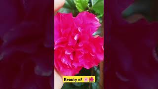 Beauty of hibiscus🌺flowers music song love lovesong ytshorts shorts tranding bollywood [upl. by Anitnoc364]