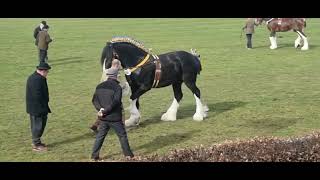 Shire Horse National Show  Shire Horse Stallion  Cranleigh Tiger King Rookhills Leapley Lad [upl. by Airan]