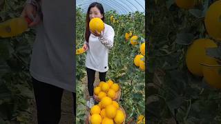 Muskmelon Flat Peach and Sweet Granadilla Fruit Cutting Guide 🍑🍉🥝🍊🥑🍒😍🥰188shorts fruitworld [upl. by Sabec400]