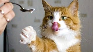 The funniest and most entertaining ANIMAL videos 5  Funny animal compilation  Watch amp laugh [upl. by Read]