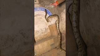 Dangerous Rock Python Rescue from 110 Old Temple 🛕 🙏😮wildlife rescue python temple [upl. by Elder303]